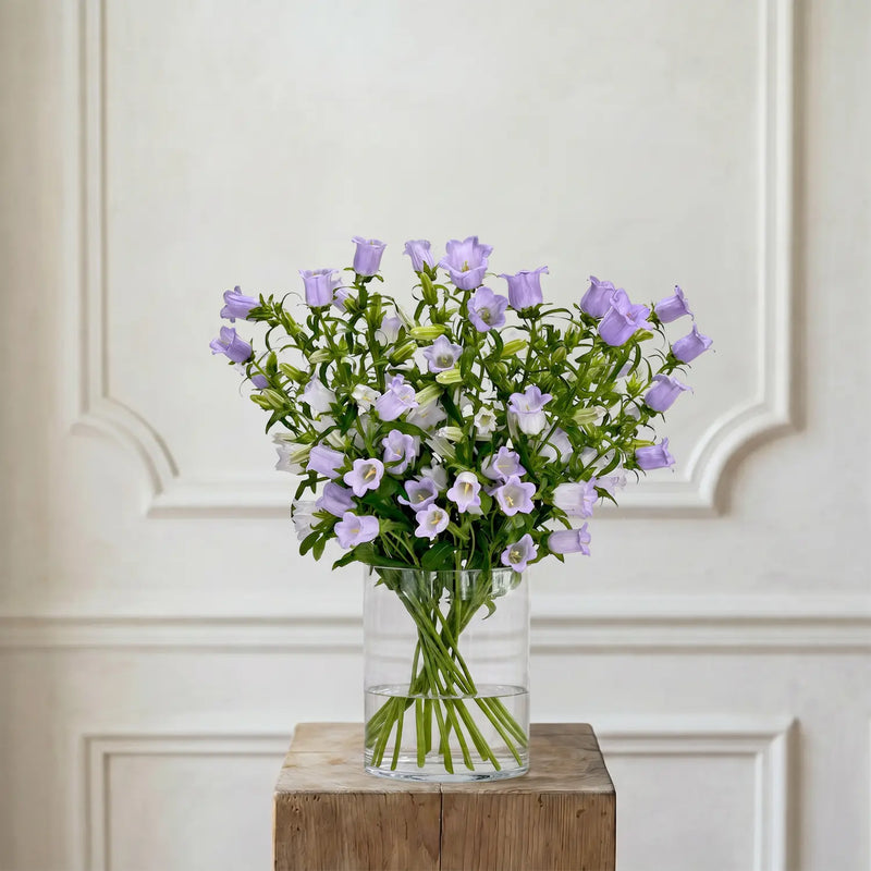 Campanula Lavendel – Schnittblumen