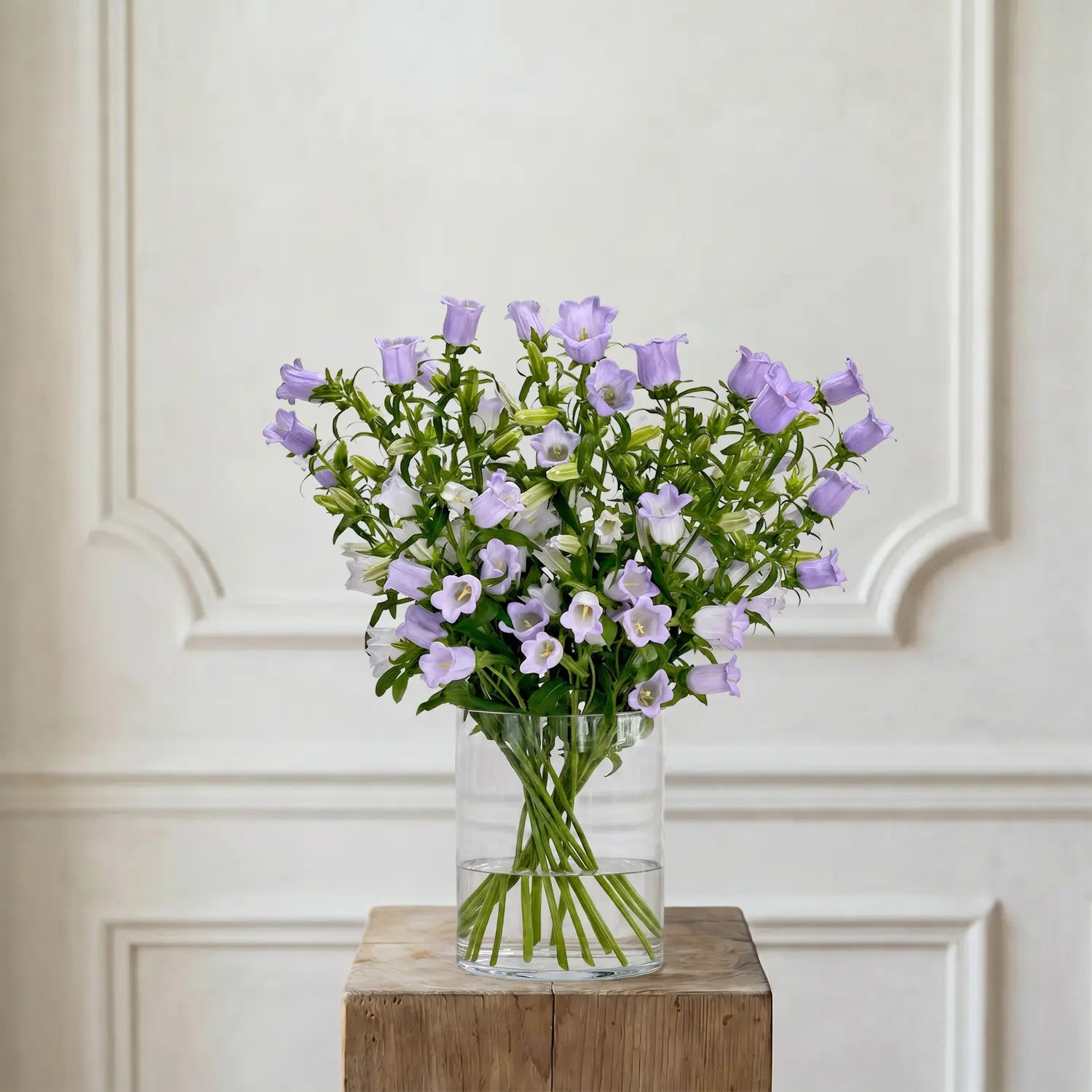 Campanula Lavendel – Schnittblumen