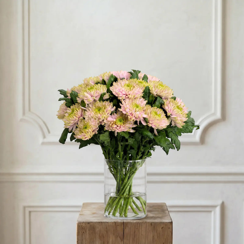 Chrysanthemen Gelb-Rosa – Schnittblumen