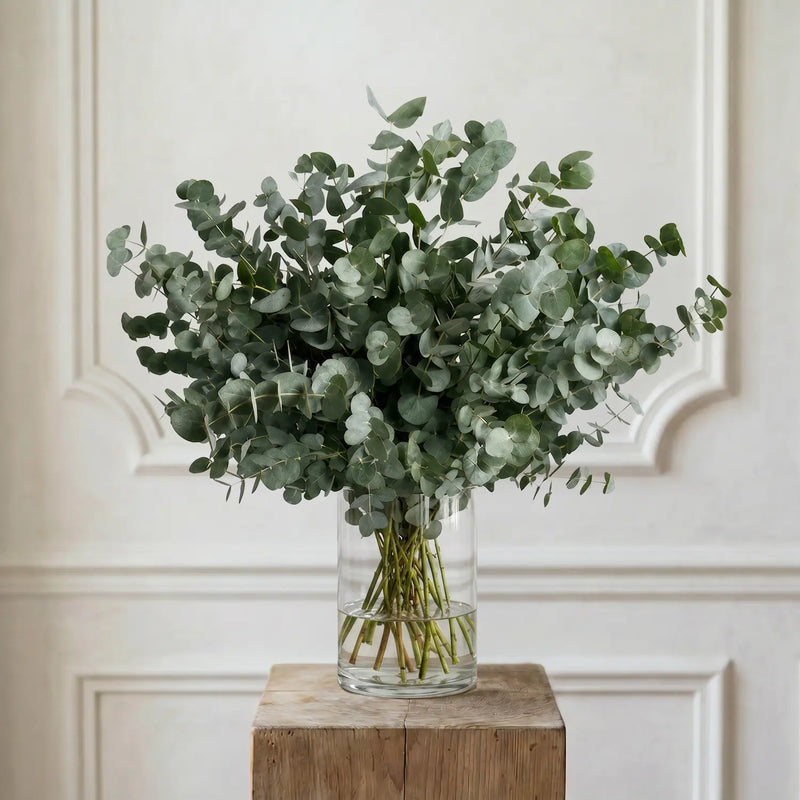 Eukalyptus – Schnittblumen