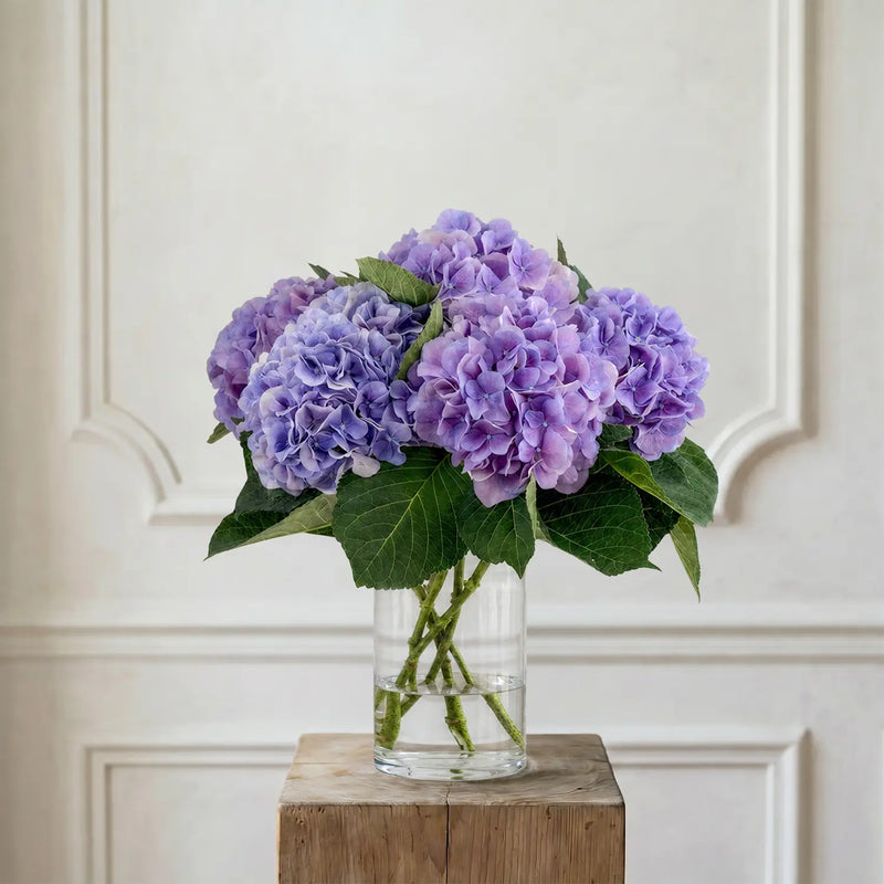 Hortensien Lavendel – Schnittblumen