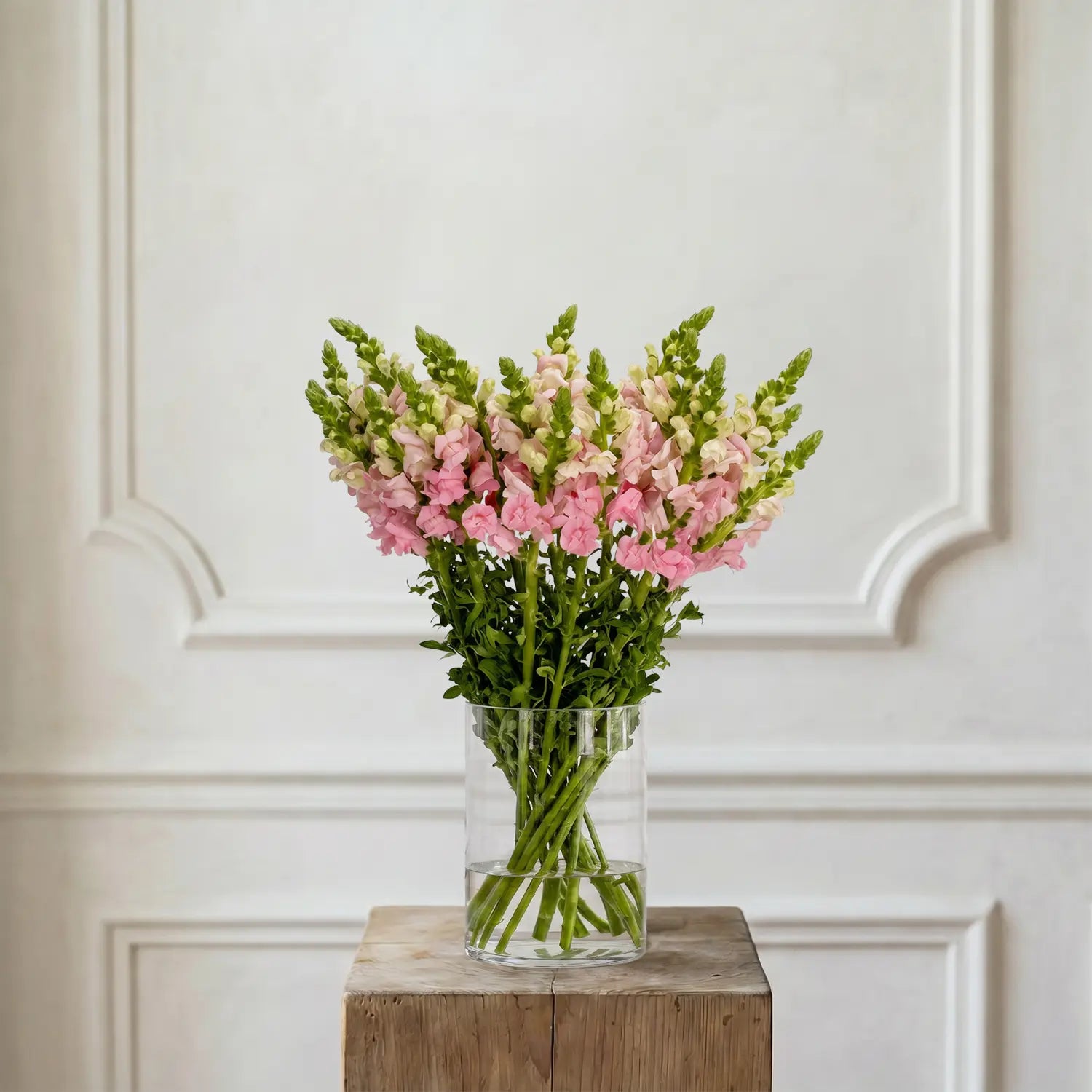 Löwenmaul Rosa – Schnittblumen