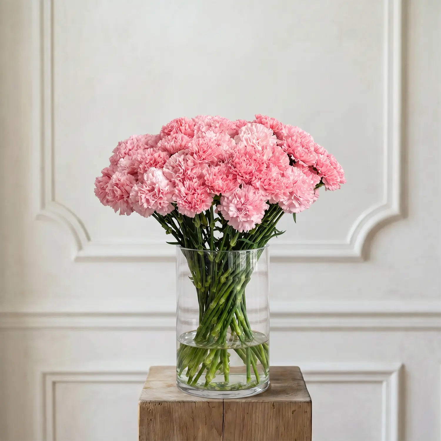 Nelken Rosa – Schnittblumen